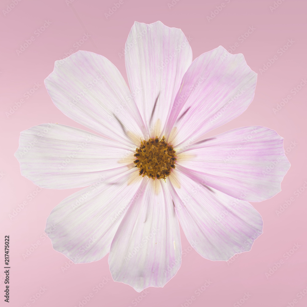 Beautiful pastel pink flowers Beautiful pastel pink flowers