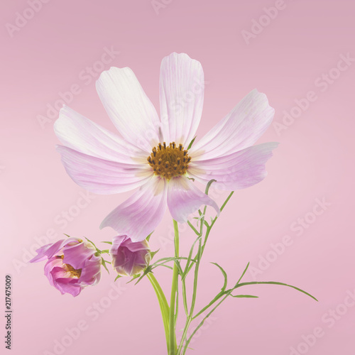 Beautiful pastel pink flowers