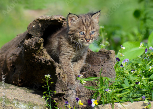 A baby Bobcat crawls out of a wooden log.