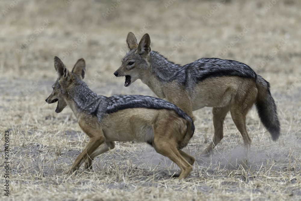 Black-backed jackals - Zadeljakhals Black-backed jackals - Zadeljakhals