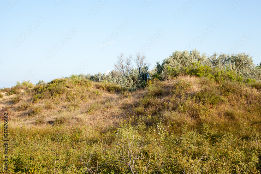 Bushes and trees on sand dunes with dry at dawn