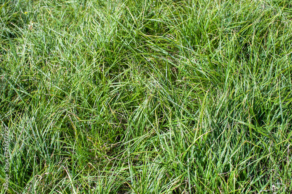 Green grass texture. The view from the top. Green grass texture. The view from the top.