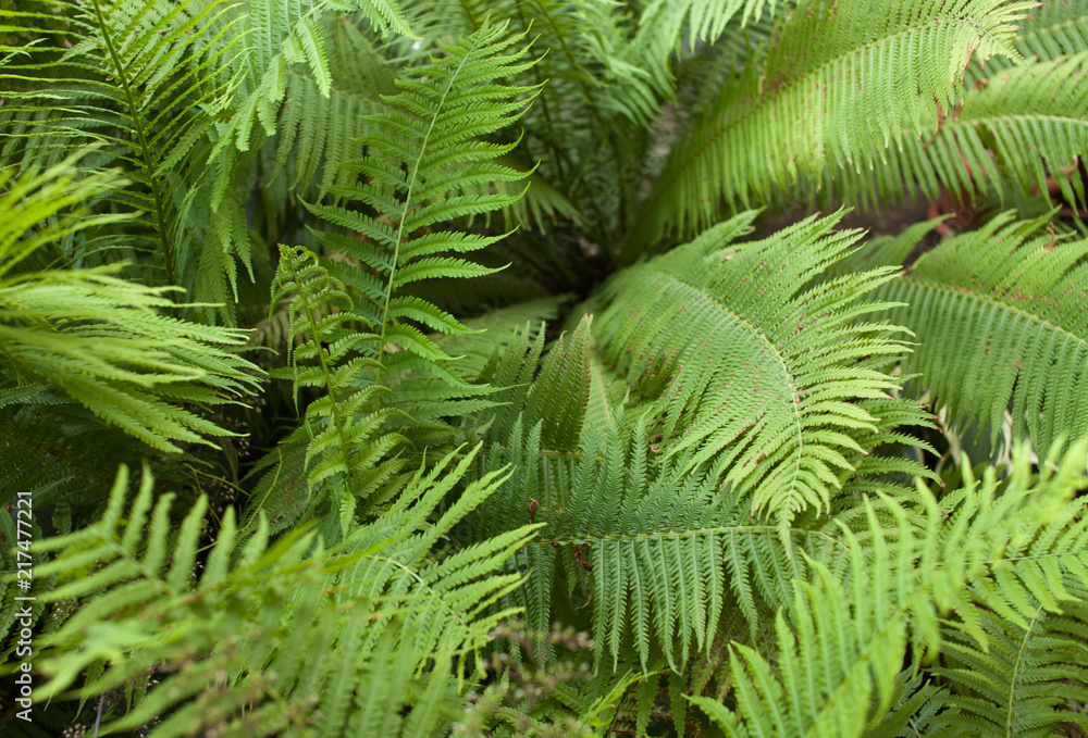 The background image of the bushes of ferns. The view from the top.