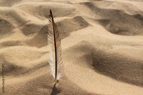 seagull feather on a sand doug background photo