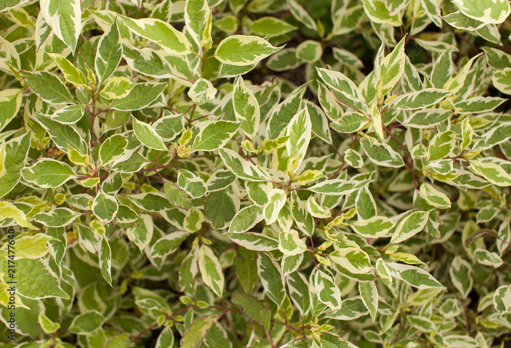 Background of ficus leaves in the garden
