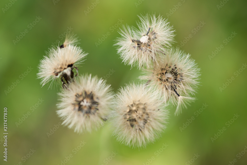 Hawkweed Seedpod Cluster Hawkweed Seedpod Cluster