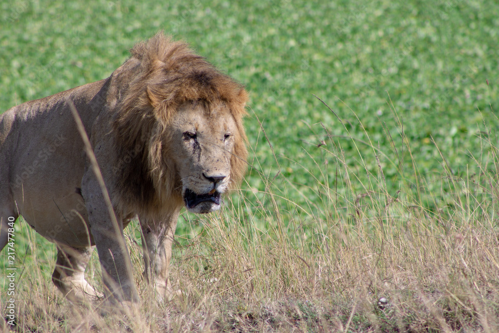 Lion Lion
