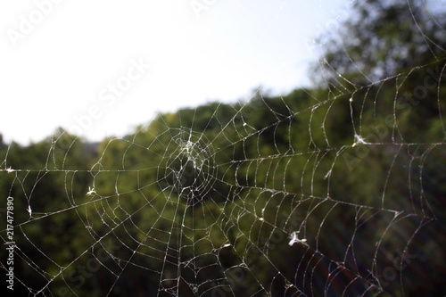 cobweb in the background of greenery and sky