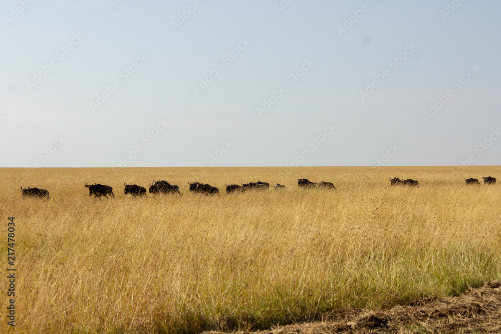 Wildebeest Running Wildebeest Running