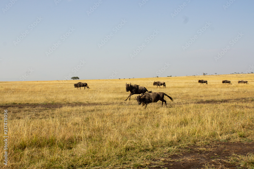 Wildebeest Running