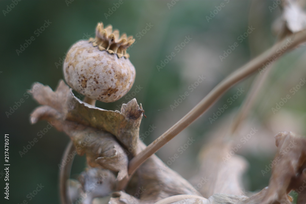 Poppy post-flowering, dried and crown-like Poppy post-flowering, dried and crown-like