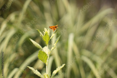 Small moth perched on green leaf with out of focus background