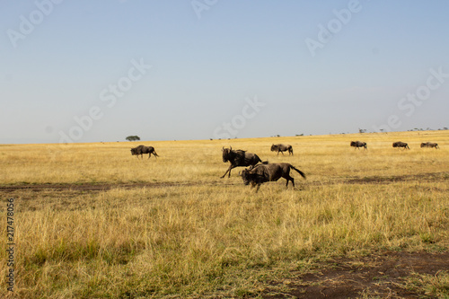 Wildebeest Running © Ryan