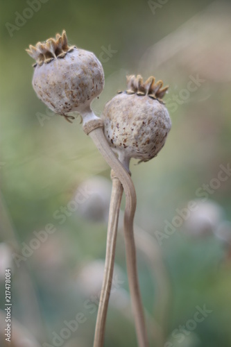Twisted together poppy flowers looking like royalty, post-flowering