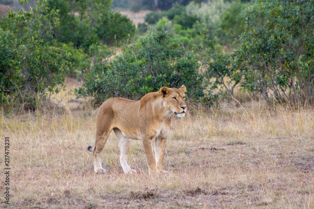 Lioness Hunting