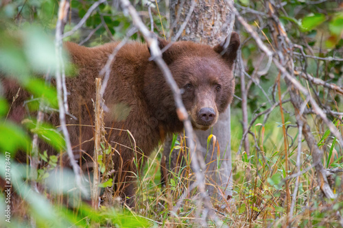 Cinnamon Black Bear Stare down