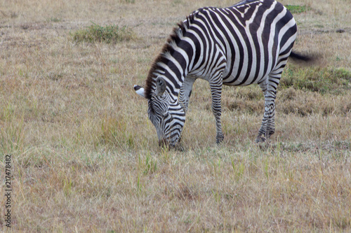 Zebra Eating