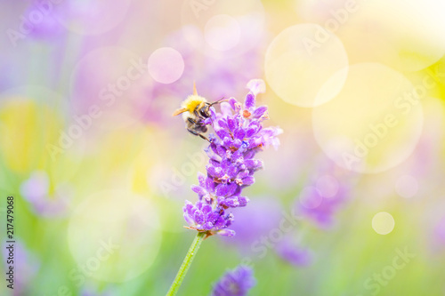 Fototapeta Naklejka Na Ścianę i Meble -  Summer Background - Wild bee on lavender flower 