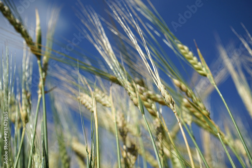 Barley against blue sky.
