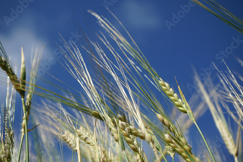 Barley against blue sky.