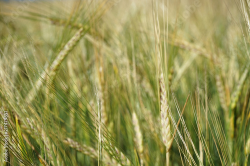 Barley in the field