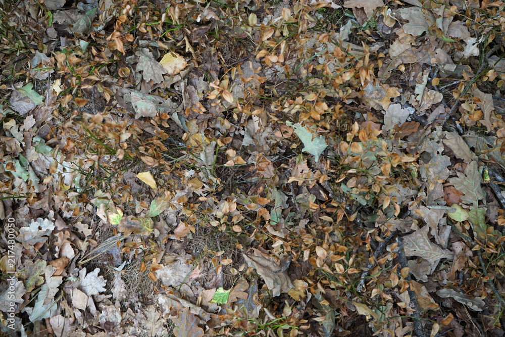 Dry leaves in summer forest.