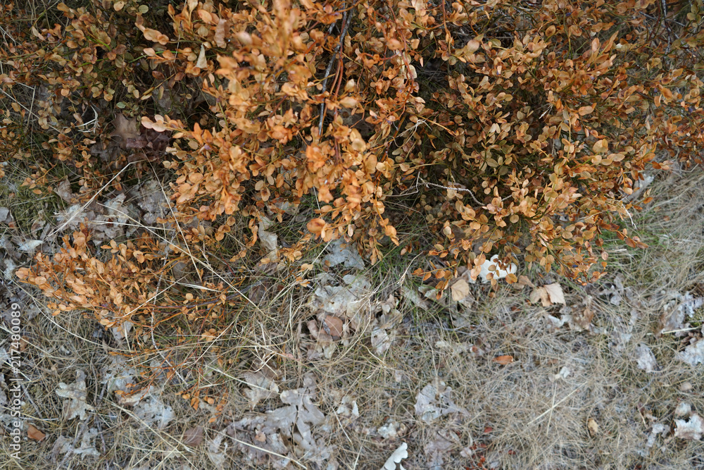 Dry plants in forest.