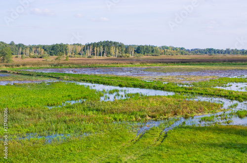 Swampy terrain in Bialowieza woods, Poland