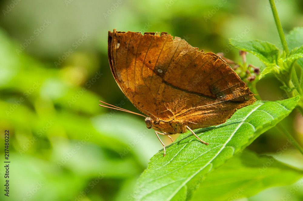Obraz premium A beleza das cores e padrão de uma borboleta Kallima Inachus
