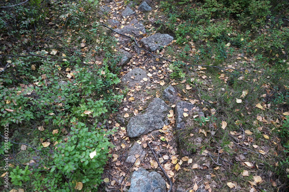 Trail in a summer forest. Trail in a summer forest.