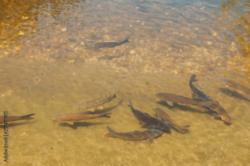 Peixes num pequeno lago