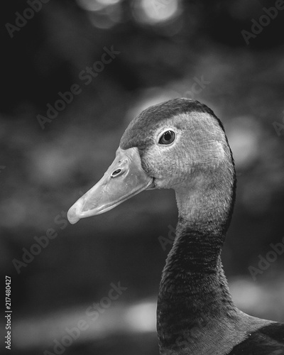 Profile Duck