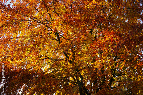 Autumn colored tree.
