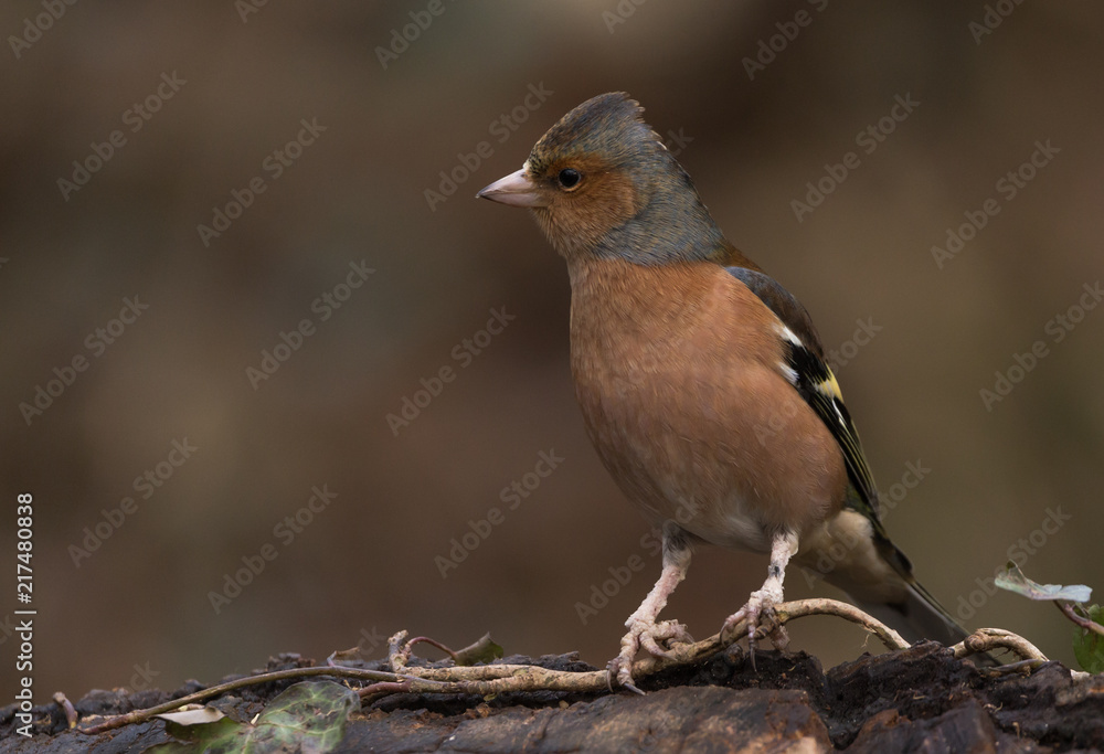 Male chaffinch Male chaffinch