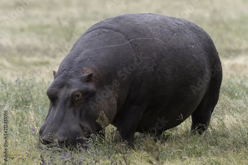 Hippo in Tanzani Ngorongoro Crater