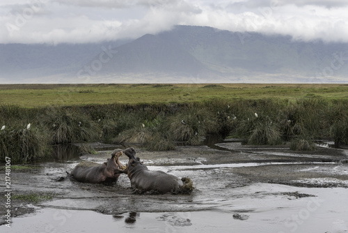 Hippo in Tanzani Ngorongoro Crater