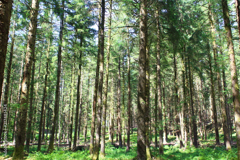 Obraz premium Natura krajobraz leśny tło