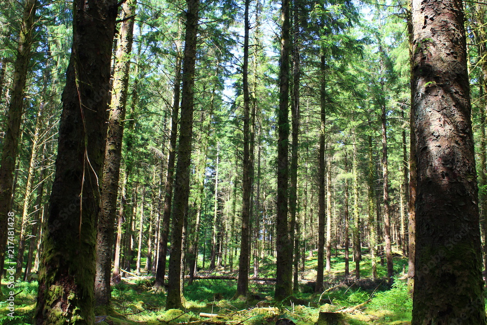 Obraz premium Nature Woodland Landscape Background