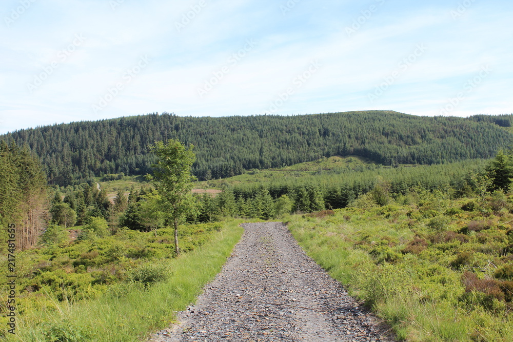 Nature Woodland Landscape Background Nature Woodland Landscape Background