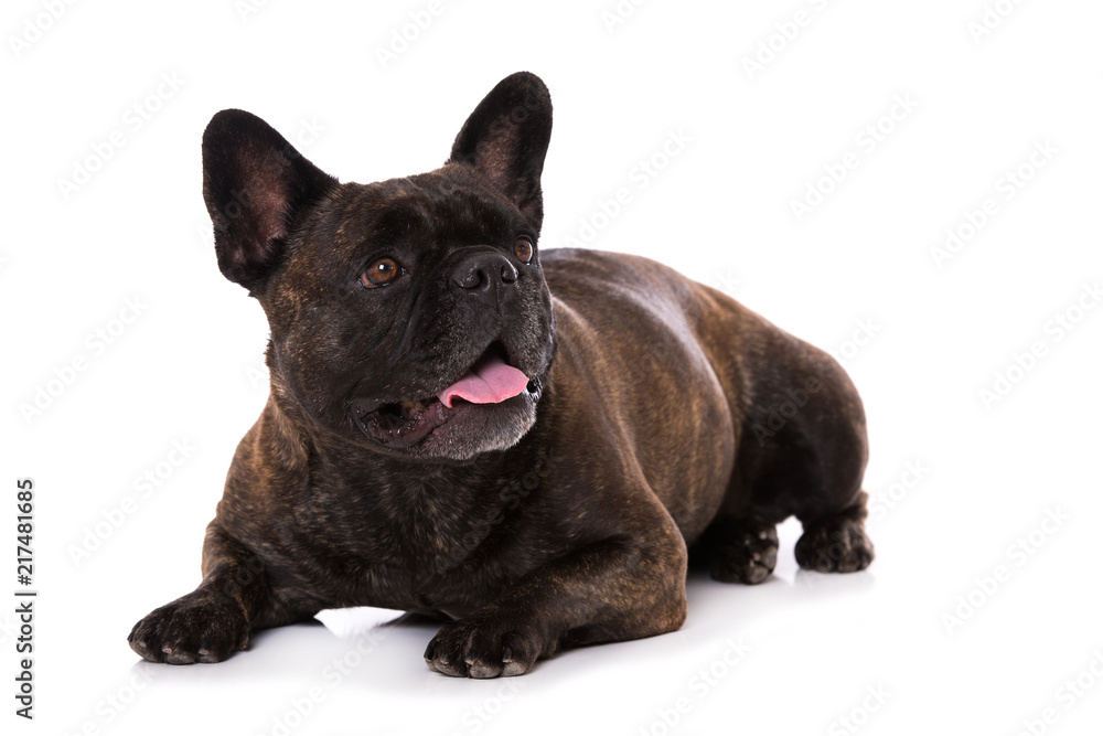 Französische Bulldogge isoliert auf weißem Grund
