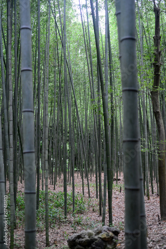 Bamboo forest-12