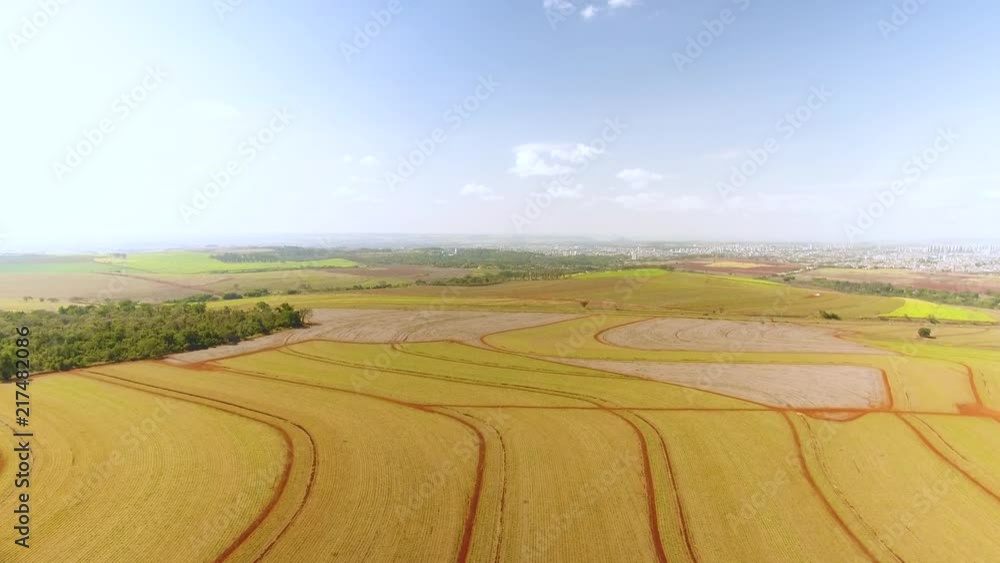 Sugarcane plantation field aerial view with sun light. Agricultural industrial. Ribeirão Preto, São Paulo / Brazil Sugarcane plantation field aerial view with sun light. Agricultural industrial. Ribeirão Preto, São Paulo / Brazil