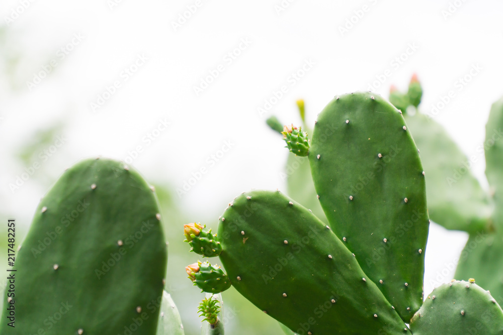 Green pads on a prickly pear cactus in nature white background Green pads on a prickly pear cactus in nature white background