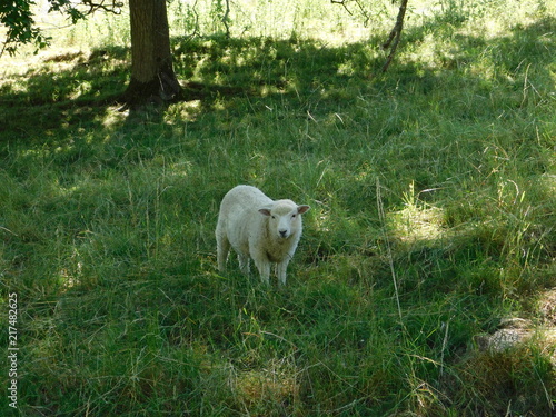 Sheep © Lindsay