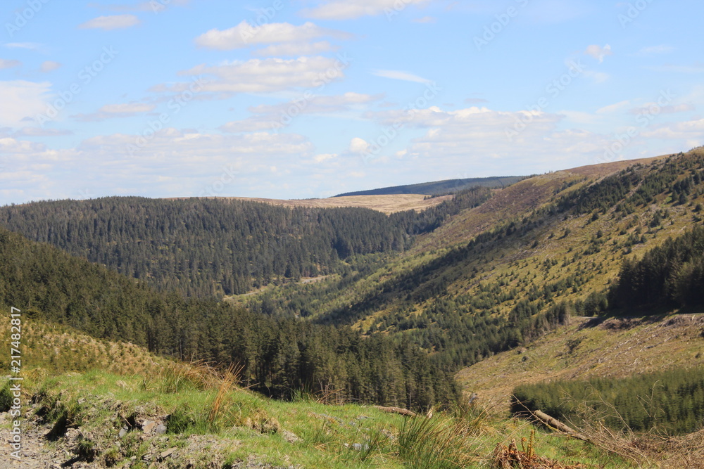 Naklejka premium Nature Woodland Backgroind Landscape