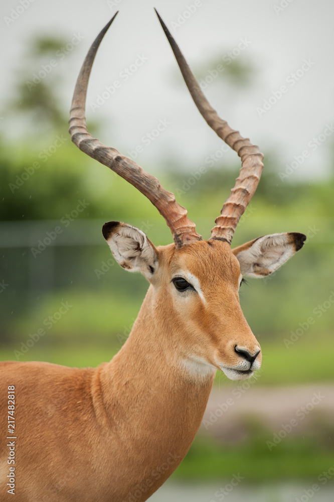 deer profile deer profile