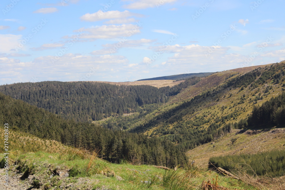 Naklejka premium Nature Woodland Backgroind Landscape