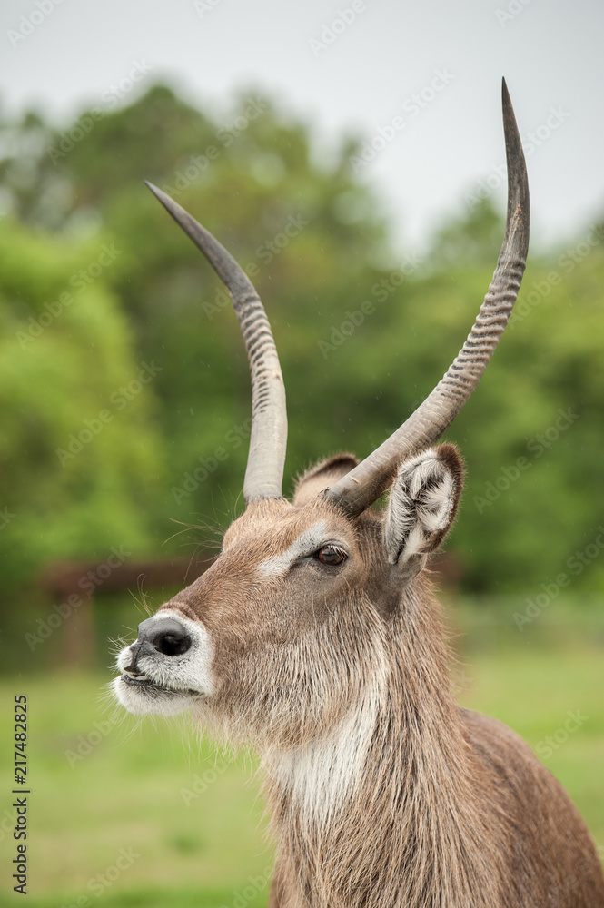 Naklejka premium deer closeup