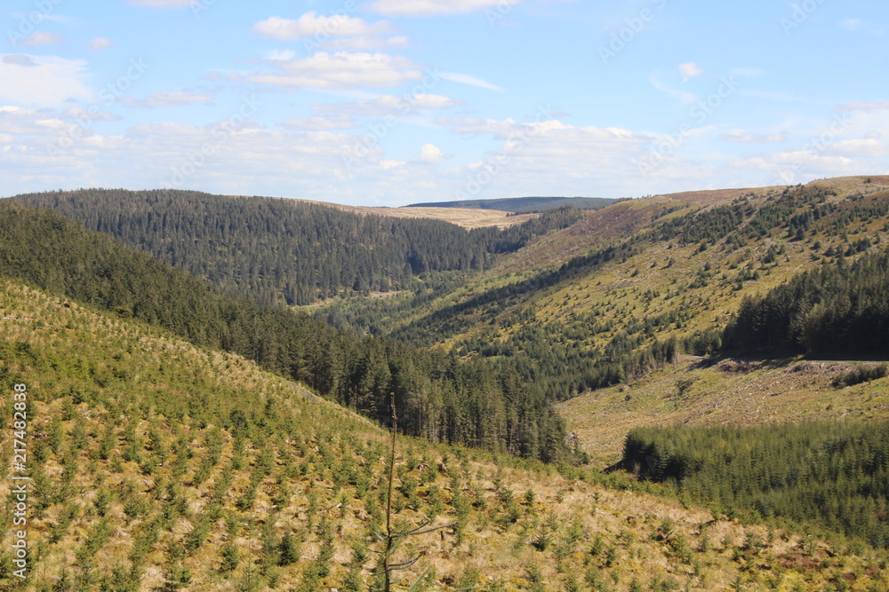 Nature Woodland Backgroind Landscape