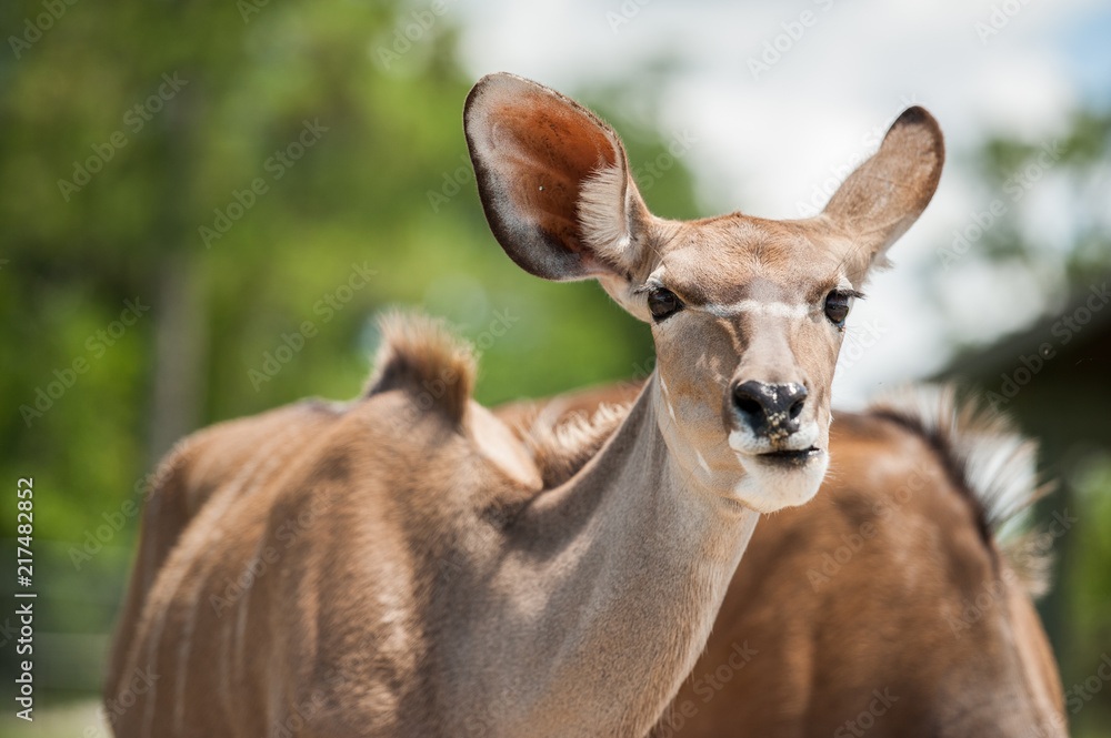 deer eating deer eating